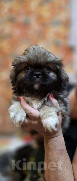 Собаки в Таганроге: Щенки Пекинеса 5000 руб.  Мальчик, 5 000 руб. - фото 2