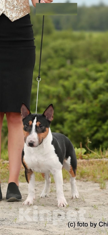 Собаки в Москве: Миниатюрный бультерьер Девочка, 120 000 руб. - фото 4