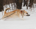 Собаки в Москве: МАКС, 2,5 года, Бесплатно - фото 10