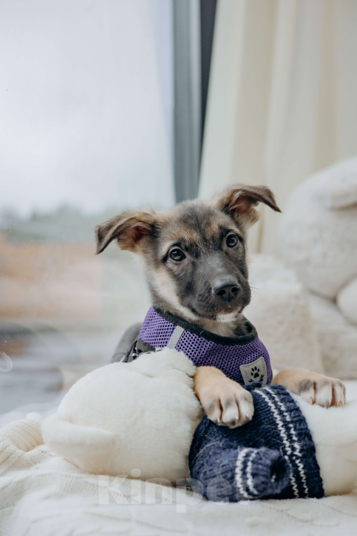 Собаки в Москве: Щенок девочка из приюта ищет дом Девочка, Бесплатно - фото 1
