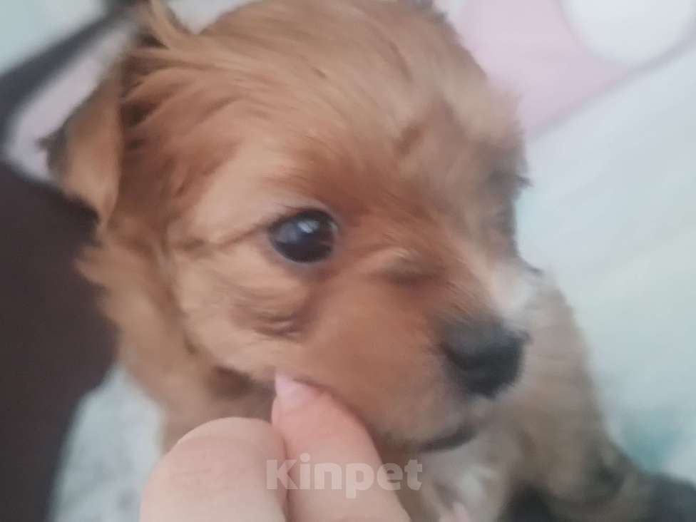 Собаки в Мытищах: Продажа Маленький руссаленок Мальчик, 70 000 руб. - фото 4