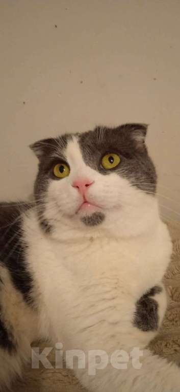 Кошки в Люберцах: Ищет дом скромный котик Батон Мальчик, Бесплатно - фото 3