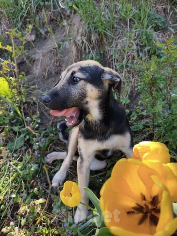 Собаки в Санкт-Петербурге: Маленькая Лила ищет большую и любящую семью Девочка, Бесплатно - фото 6