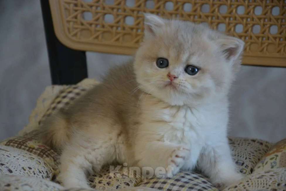 Кошки в Сочи: Котята Девочка, Бесплатно - фото 2