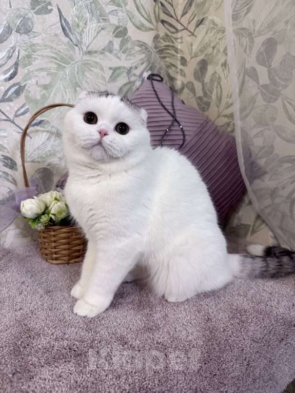 Кошки в Москве: Шотландский котик Мальчик, 21 000 руб. - фото 1