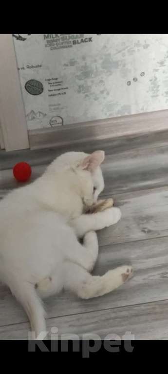 Кошки в Мурином: Отдам в добрые руки Мальчик, Бесплатно - фото 1