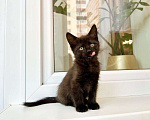 Кошки в Москве: Котенок черная пантерка Изюминка в добрые руки  Девочка, Бесплатно - фото 4