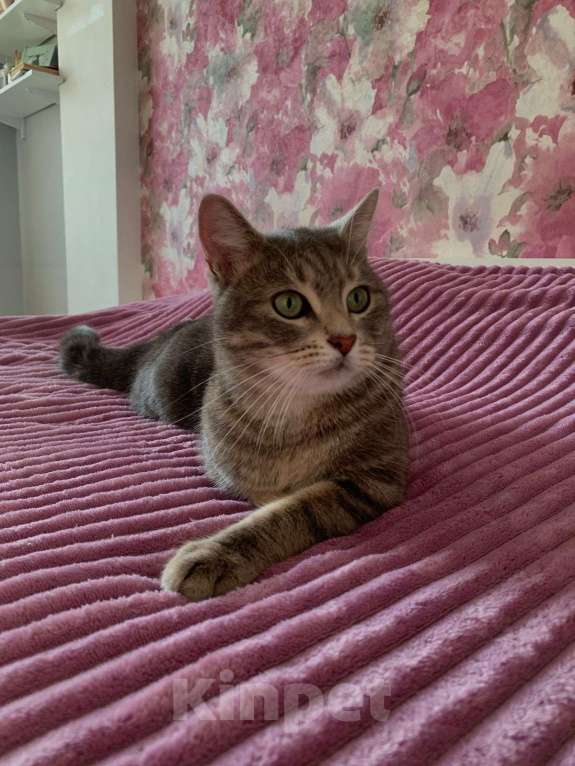 Кошки в Махачкале: Пропал кот  Мальчик, 5 000 руб. - фото 2