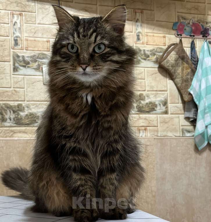 Кошки в Воскресенске: Потерялся кот по кличке Кекс Мальчик, Бесплатно - фото 1