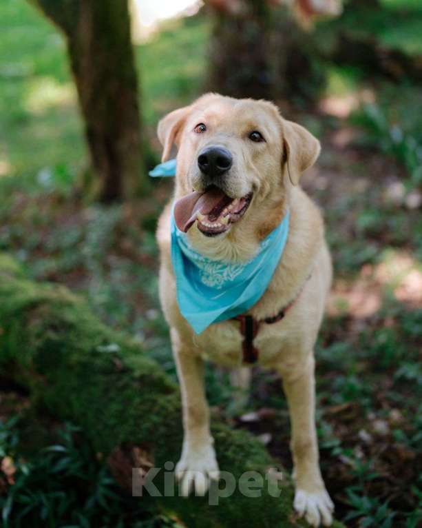 Собаки в Москве: Собака компаньон Мальчик, Бесплатно - фото 2