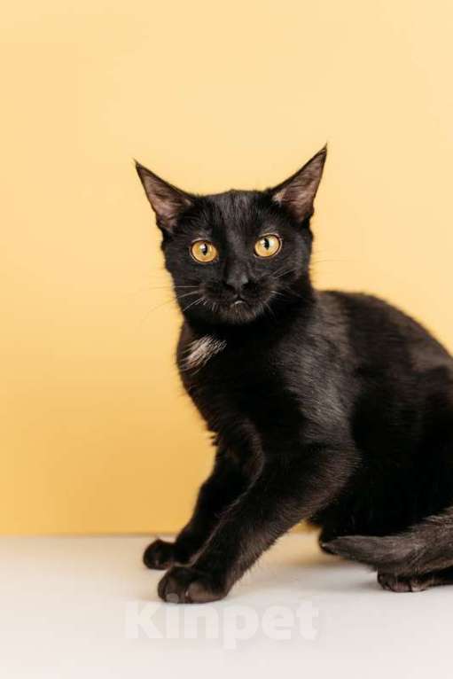 Кошки в Москве: Черный золотоглазый котенок Юна в добрые руки Девочка, 1 руб. - фото 4