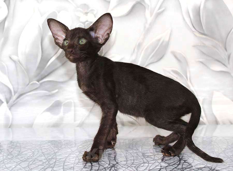 Кошки в Новосибирске: Котёнок Петерболда Девочка, 35 000 руб. - фото 2