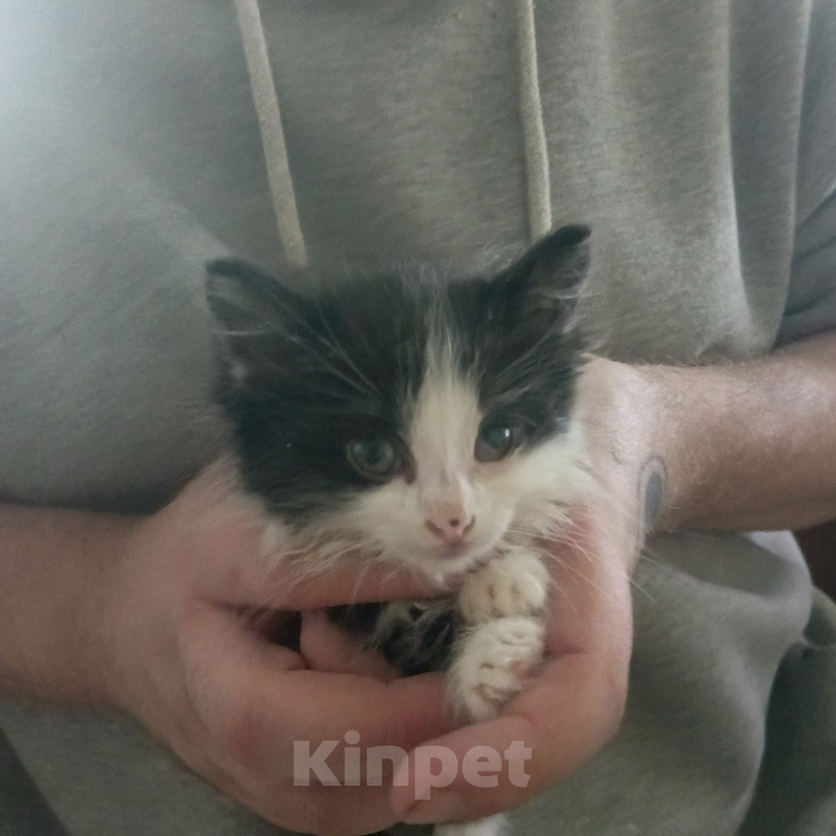 Кошки в Москве: Котенок ищет дом! Мальчик, Бесплатно - фото 1