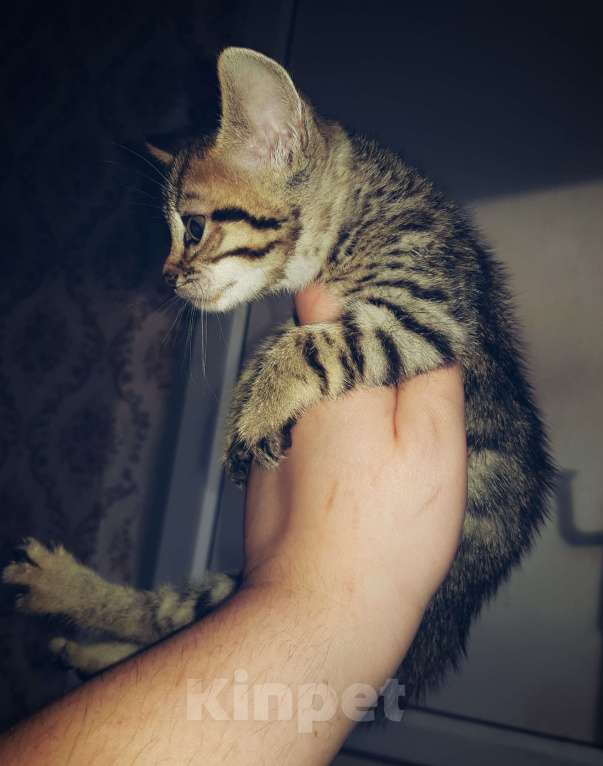 Кошки в Туле: Розетка на серебре Девочка, 7 000 руб. - фото 1