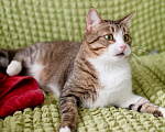 Кошки в Москве: Роскошный полосатый кот Борис ищет дом, в добрые руки Мальчик, 1 руб. - фото 6