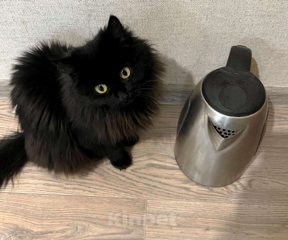 Кошки в Красноярске: В добрые руки новогоднее чудо-кошечку Девочка, Бесплатно - фото 4