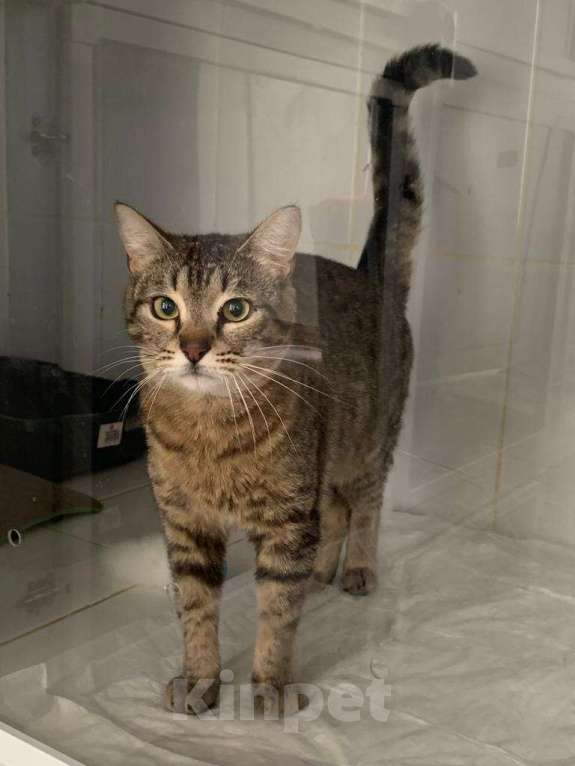 Кошки в Москве: Кот Гебо ищет дом Мальчик, 1 руб. - фото 2