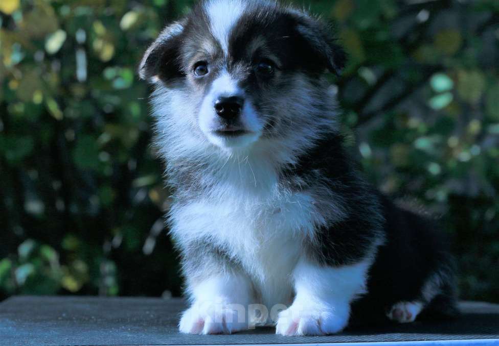 Собаки в Москве: вельш корги пемброк щенки Мальчик, 90 000 руб. - фото 5