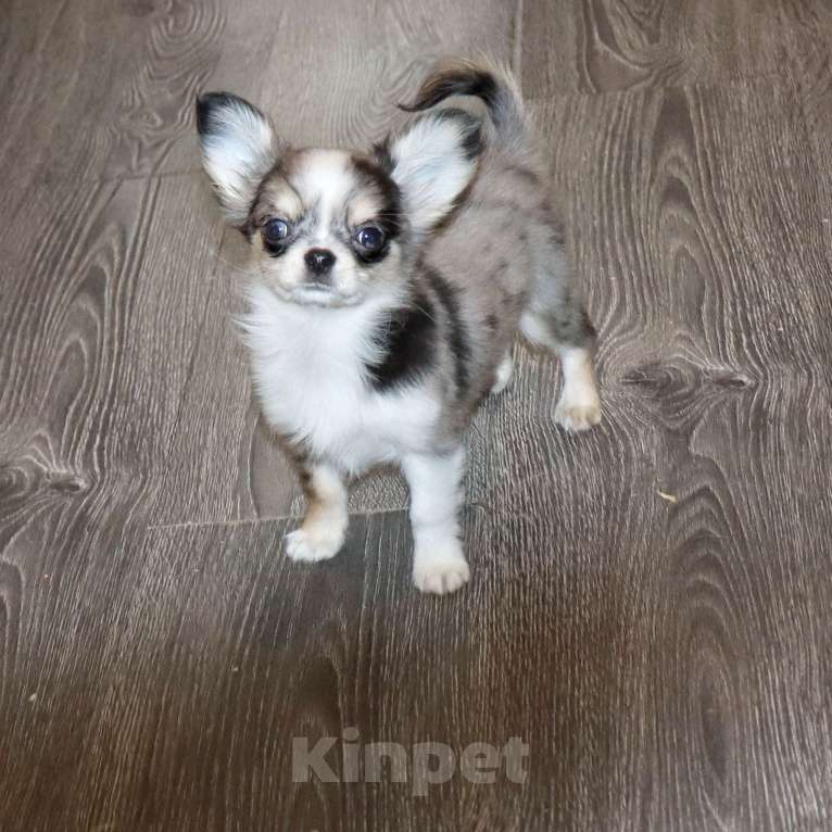 Собаки в Москве: Мраморный щенок чихуахуа Мальчик, 75 000 руб. - фото 3