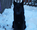 Собаки в Иркутске: Немецкая овчарка чёрного окраса, подросток Девочка, 25 000 руб. - фото 2
