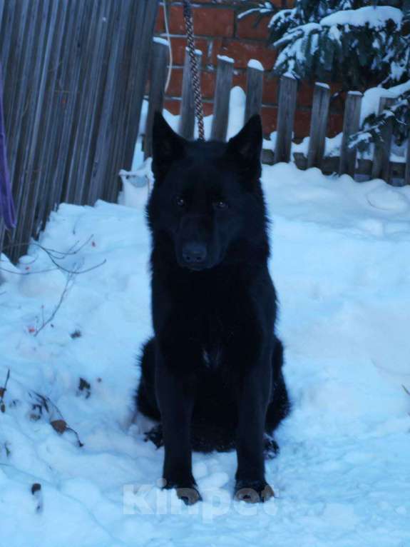 Собаки в Иркутске: Немецкая овчарка чёрного окраса, подросток Девочка, 25 000 руб. - фото 2