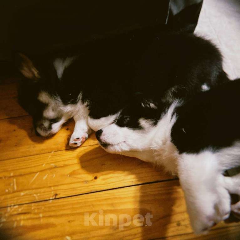 Собаки в других городах Московской области: Щенки Вельш-корги пемброк Мальчик, 85 000 руб. - фото 6