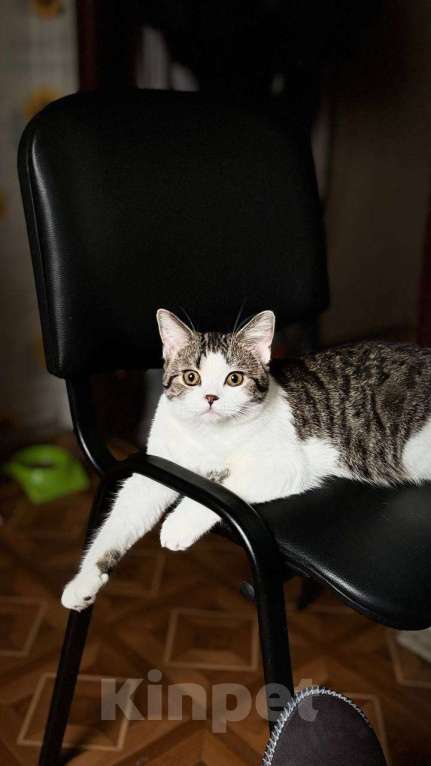 Кошки в Красногорске: Отдам кошку в добрые руки. Срочно! По семейным обстоятельствам. Девочка, Бесплатно - фото 1