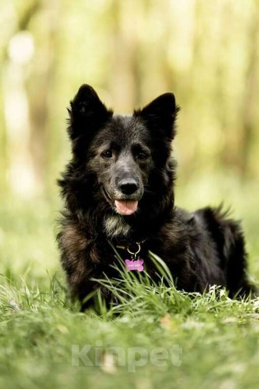 Собаки в Москве: Красавица Рита в добрые руки. Девочка, Бесплатно - фото 2