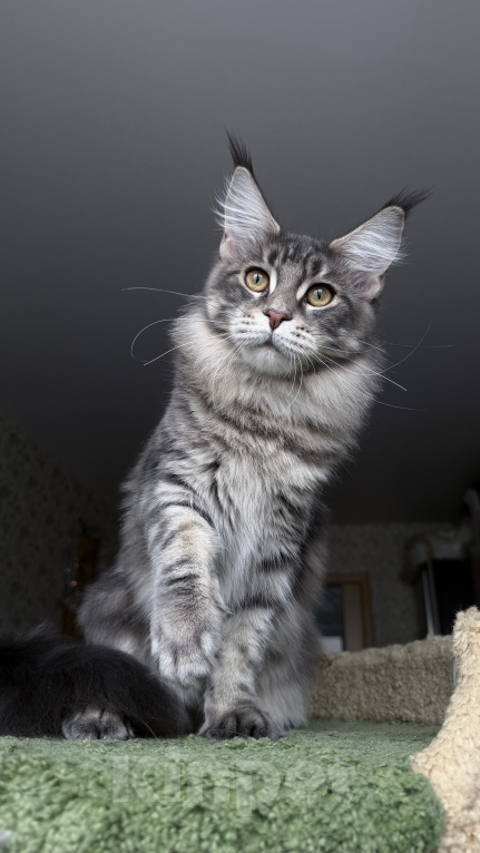 Кошки в Краснодаре: Котята Мейн-кун Разнополые, 30 000 руб. - фото 1