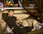 Собаки в Санкт-Петербурге: открыт для вязки юный чемпион России  Мальчик, 40 000 руб. - фото 3