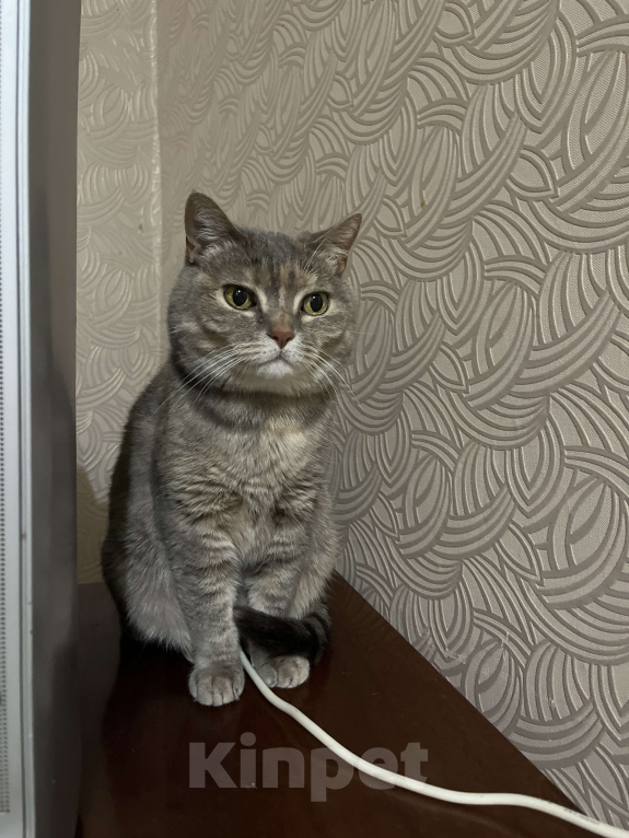 Кошки в Ростове-на-Дону: В добрые руки местика ❤️ Девочка, Бесплатно - фото 2