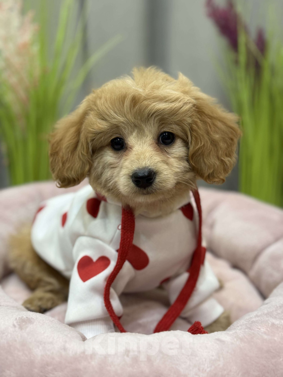 Собаки в Москве: Tutsy Девочка, 100 000 руб. - фото 6