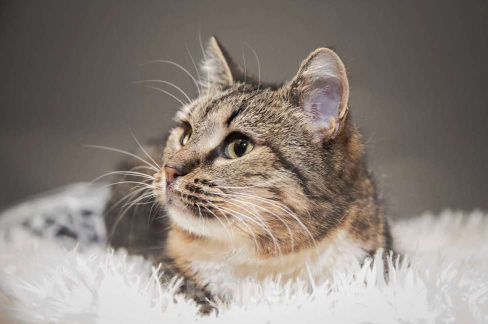 Кошки в Москве: Кошечка Девочка, Бесплатно - фото 5