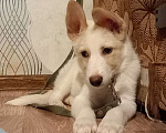 Собаки в Прокопьевске: Отдам щенка в добрые руки Мальчик, Бесплатно - фото 2
