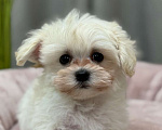 Собаки в Москве: Мальтипу мальчик 2 Мальчик, 150 000 руб. - фото 2