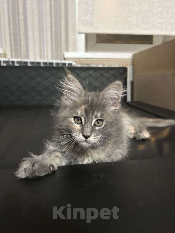 Кошки в Твери: мейн кун от чемпионов  Девочка, 45 000 руб. - фото 3