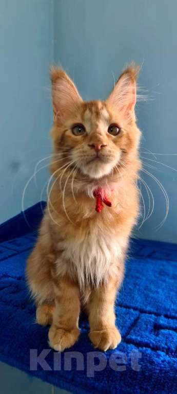 Кошки в Самаре: Котёнок породы Мейн-кун, MCO feemale Nifertiti, color d Девочка, 40 000 руб. - фото 2