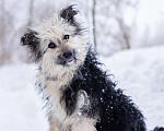Собаки в Москве: Маленький пёсик в дар Мальчик, Бесплатно - фото 2