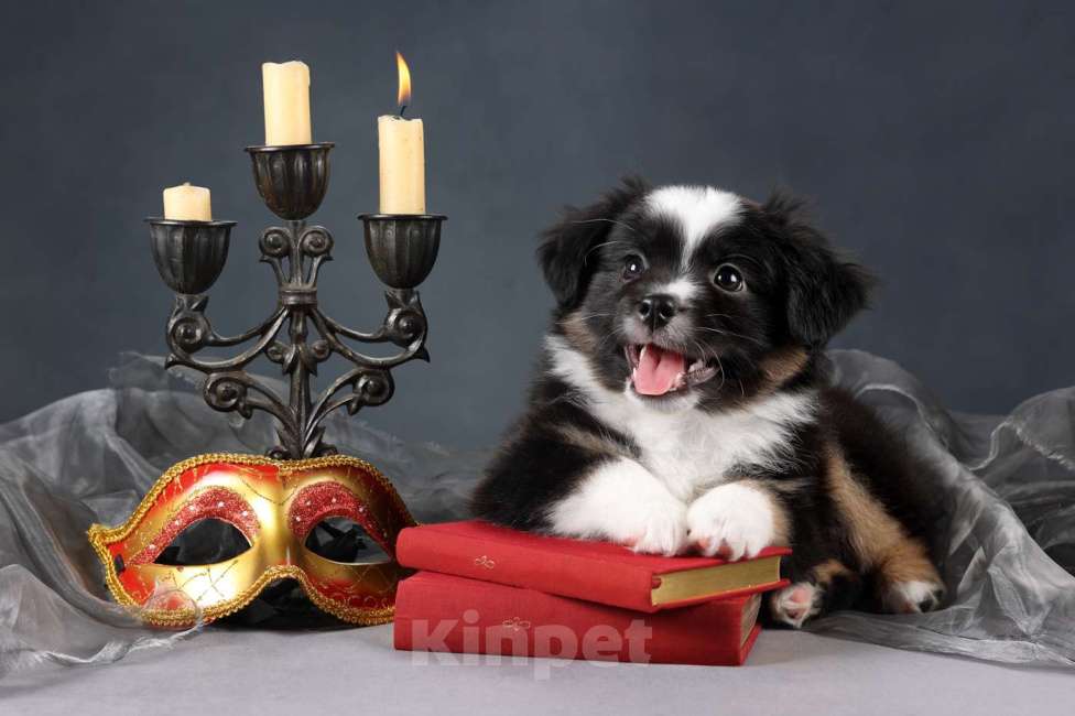 Собаки в Санкт-Петербурге: Щенок миниатюрной американской овчарки (мини аусси)- девочка Шамена Девочка, 80 000 руб. - фото 1