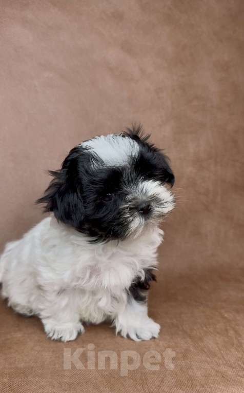 Собаки в Москве: Мальтипушка- минюшечная девочка.  Девочка, Бесплатно - фото 1