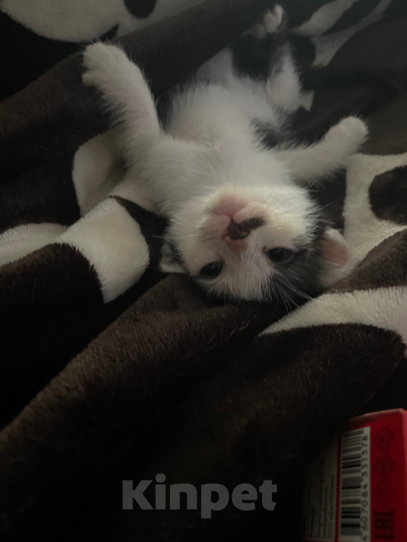 Кошки в Волгограде: Отдаю кошечку в добрые руки) бесплатно💗 Девочка, Бесплатно - фото 2