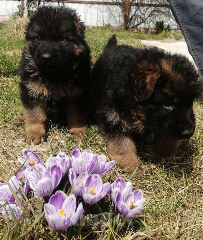 Собаки в Москве: Щенки немецкой длинношерстной овчарки  Девочка, Бесплатно - фото 5