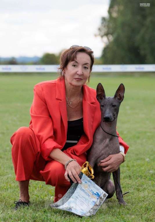 Собаки в Кемерово: ксолоитцкуинтли щенок Девочка, 70 000 руб. - фото 7