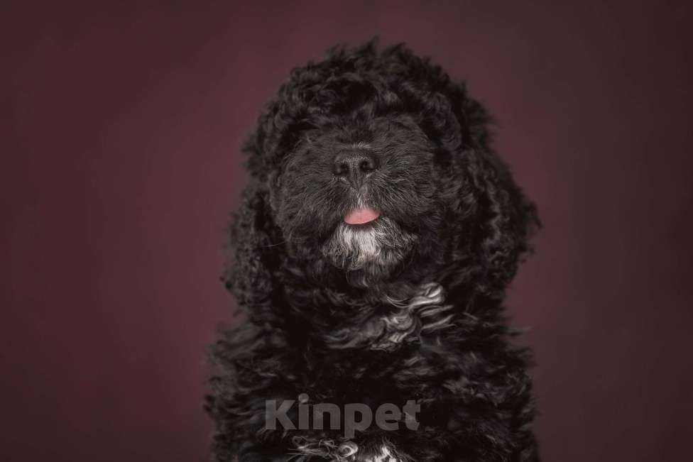 Собаки в Санкт-Петербурге: Испанская Водяная Щенок Мальчик, 200 000 руб. - фото 2