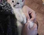 Кошки в Кинешме: Котик  Мальчик, 1 руб. - фото 3