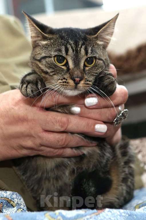 Кошки в Санкт-Петербурге: Зайка Девочка, 500 руб. - фото 4