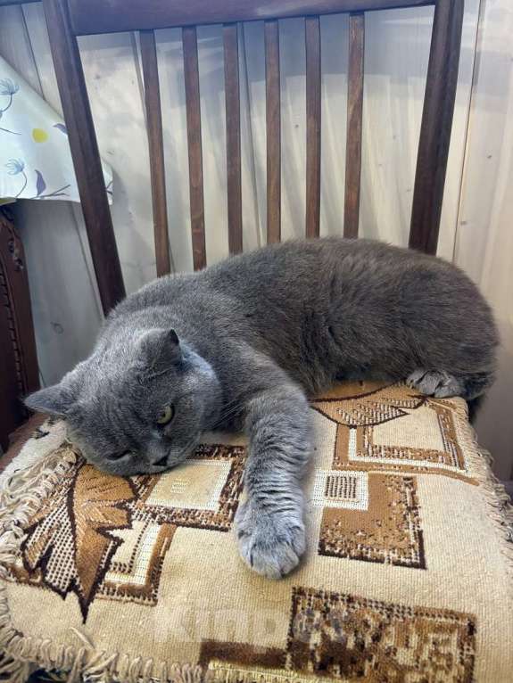 Кошки в Москве: Британская кошка Мэгги в добрые руки Девочка, Бесплатно - фото 7