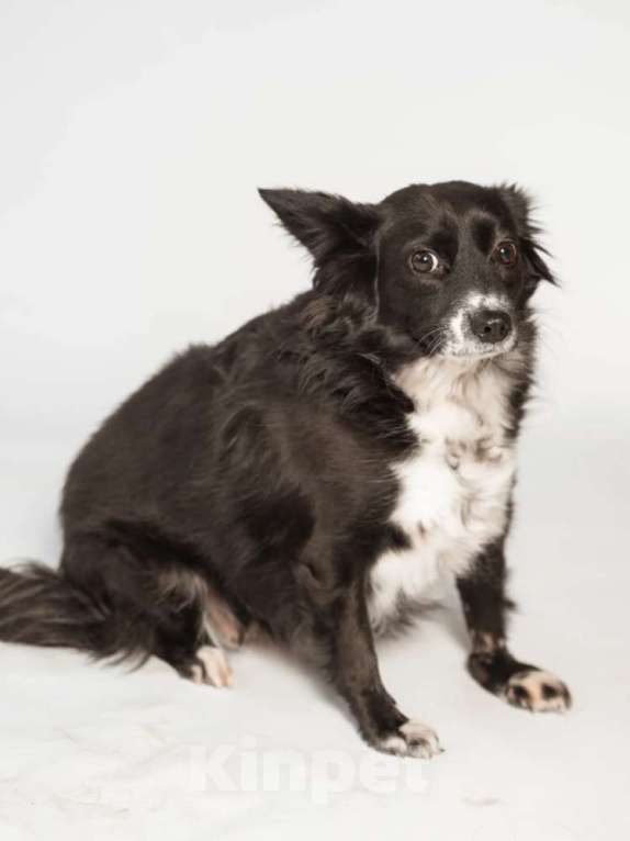 Собаки в Москве: Метис длинношерстной чихуахуа Муся в добрые руки Девочка, 1 руб. - фото 1