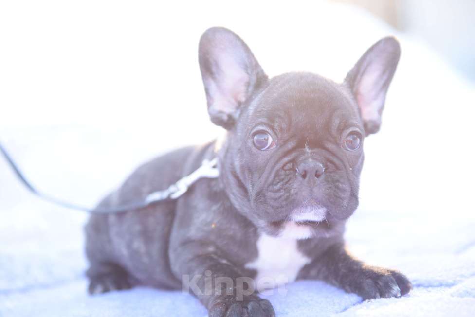 Собаки в Москве: Тигровая француженка Девочка, 40 000 руб. - фото 4