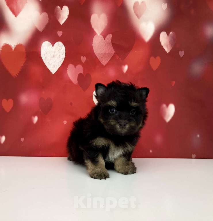 Собаки в Москве: Цветной йорк мальчик стандарт бэби фейс Мальчик, 50 000 руб. - фото 8